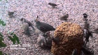 Quail Family 2015 @happysmurfday