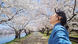 SAKURA TRIP🇯🇵 Best Cherry Blossom Spot in Japan 🌸✨Hirosaki IRL LIVE
