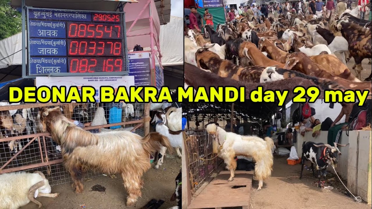 DEONAR BAKRA MANDI 2025| day 3 | 29 may |