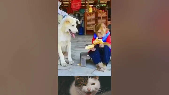 Watch the video about Funny Animals Compilation #shorts 😎😍🙂