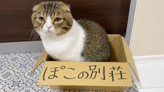 僕の別荘を紹介します【パパ猫・子猫】
