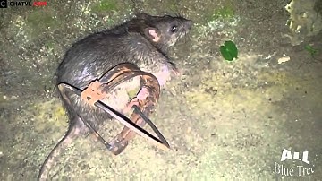 Những cách bẫy chuột đơn giản và hiệu quả