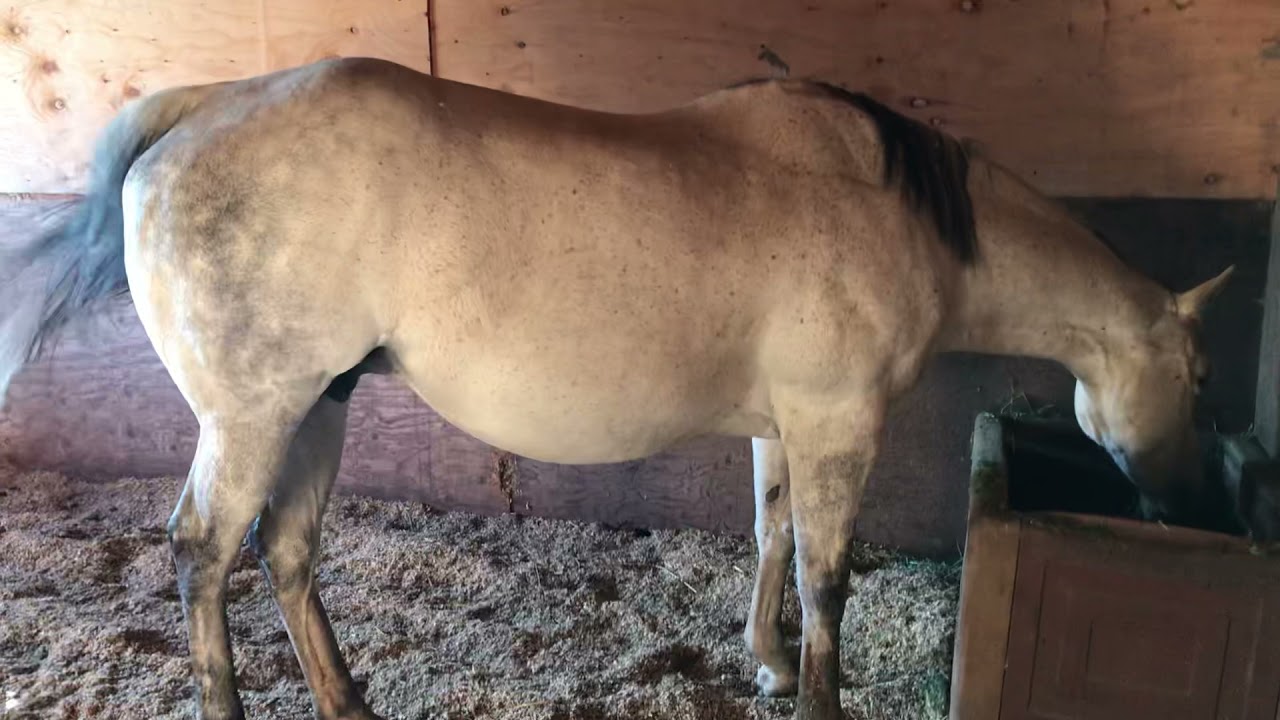 Yegua ya lista para parir