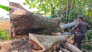 High Risk !! Cut Down an Old, Branched Rain Tree