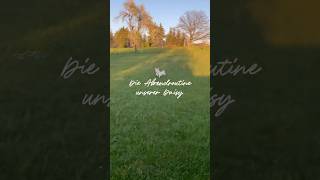 Die Abendroutine unserer Daisy 🐕 #lebenmithund #selbstversorgung #garten #nature