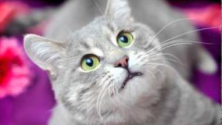 Кот Василий ищет Добрые Руки! Кот Василий ищет Добрые Руки!
