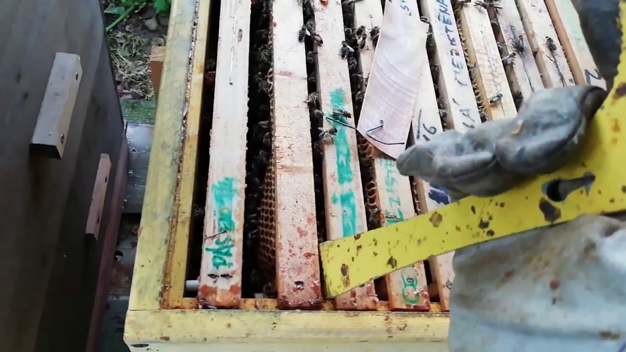 Příprava včel na zimu, kontrola skladby rámků v úlu a zásob.