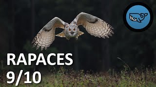 S02E107: Birds of Prey 9/10: Owls, Jean Andrieux (ecologist) WHALE UNDER GRAVEL