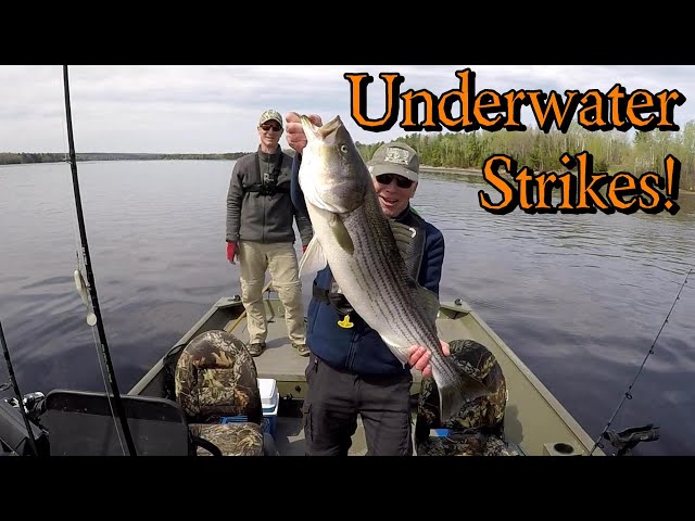 Striped Bass Fishing Miramichi NB 2020-Underwater Views! 