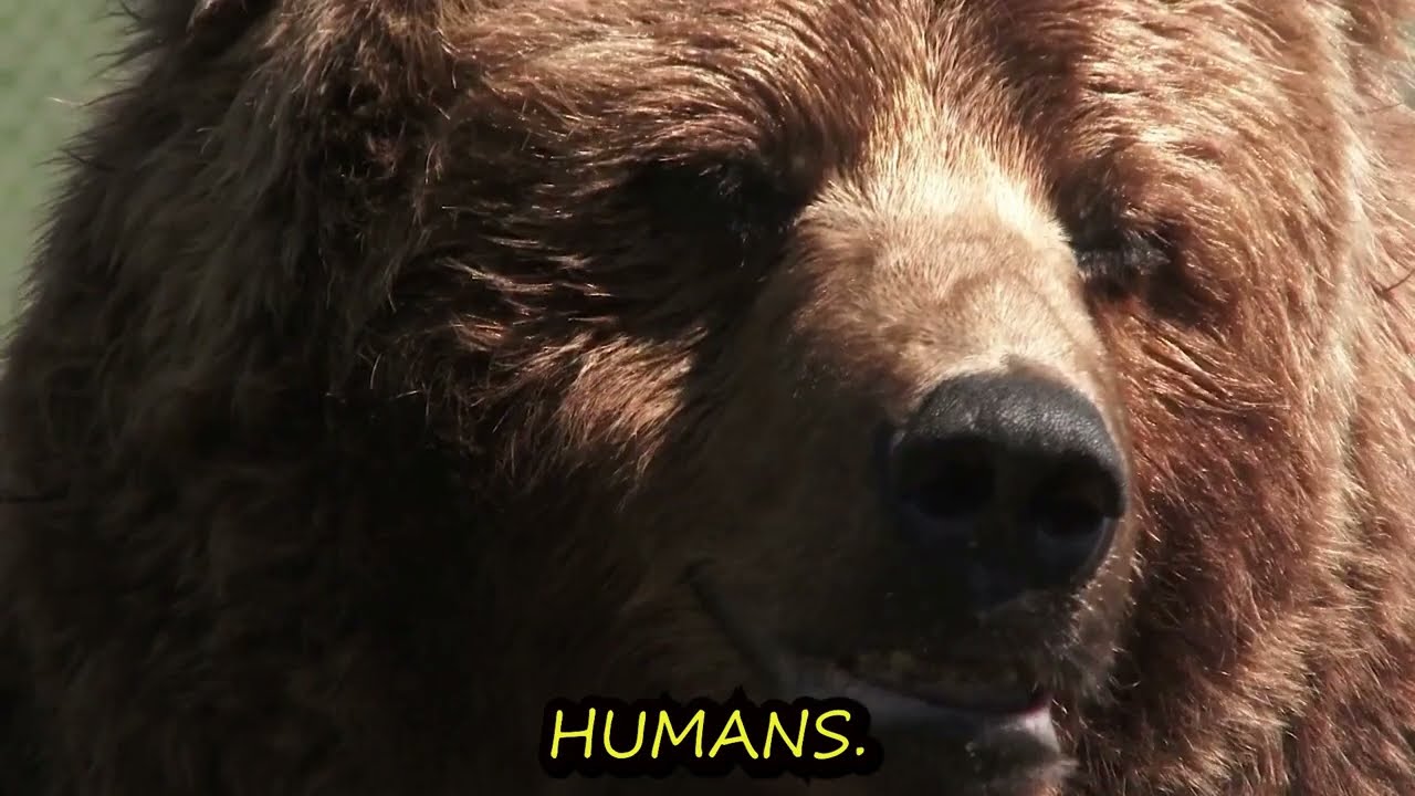 Koalas Aren’t Bears?! Surprising Koala Facts for Kids