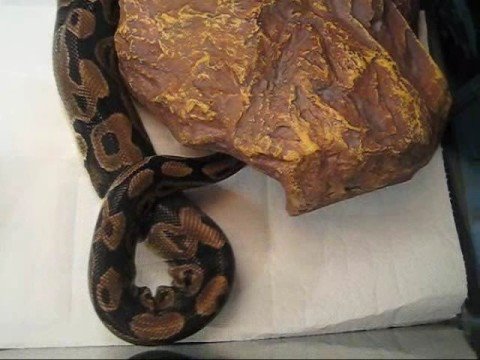Cleo Explores Her New Enclosure