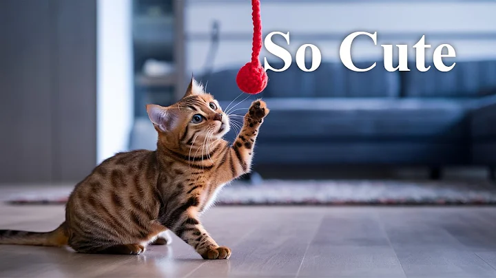 Video 11830851: kitten bengal pets, bengal kitten exploring, best bengal, training, grooming