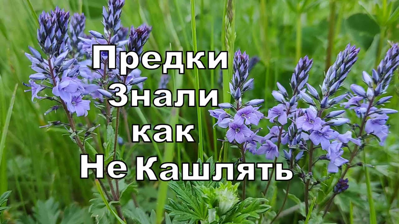 Срочно Найди эту Траву и Забудь про Кашель