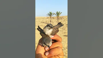 طائر الشحيم إيش تسموه في بلادكم 