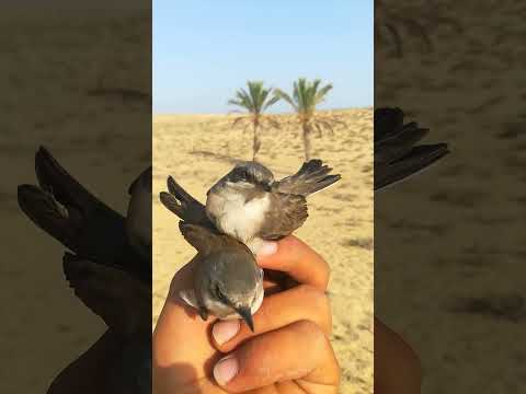 طائر الشحيم إيش تسموه في بلادكم