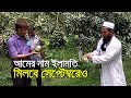 আমের নাম ইলামতি, মিলবে সেপ্টেম্বরেও | bdnews24.com