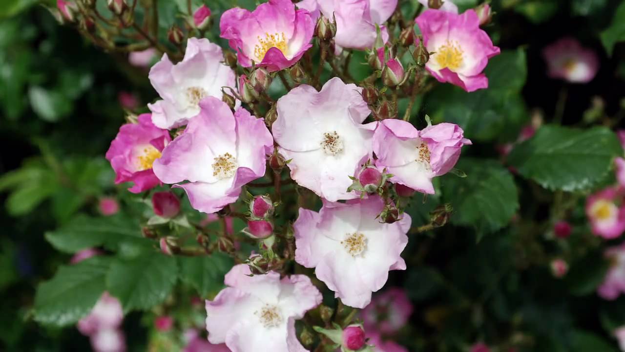 Beautiful Flowers YouTube