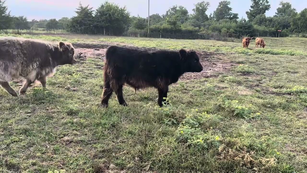 JCA Midnight Ranger aka Ranger