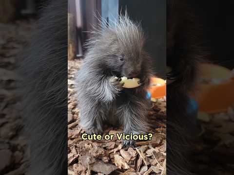 Video: Miks on porcupine näriline?