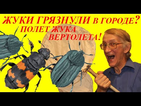 Бейне: Секстон қоңыздары ұша алады ма?