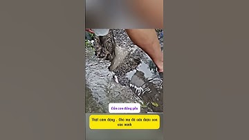 Giải cứu chó con thoát khỏi ống cống 😥 #dog #animals #shorts