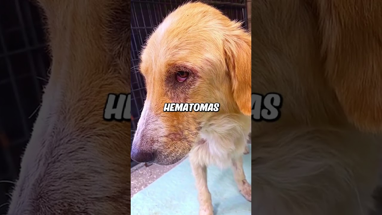 Abandoned hurt dog saved from side of the road ❤️#dog #dogs #pets