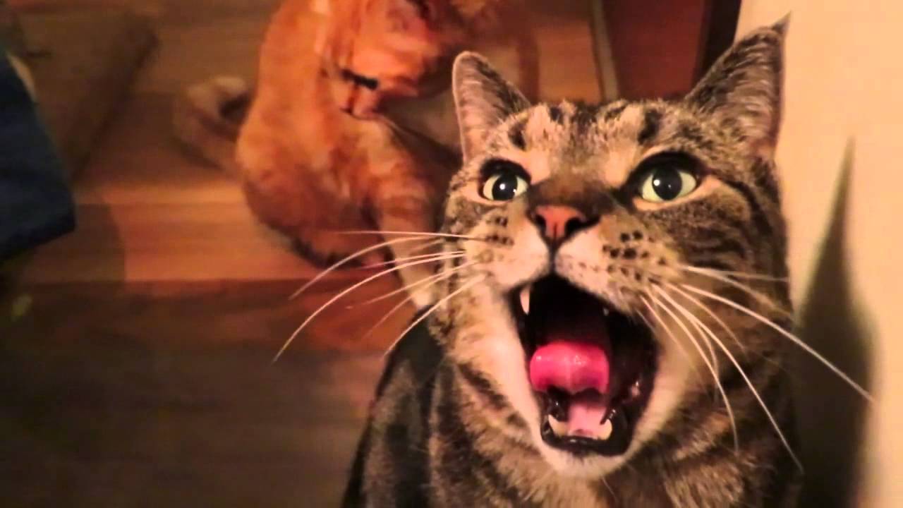 video phone beyonce mp3 ✨14✨PEWDIE CAT 😺Trained to YAWN!