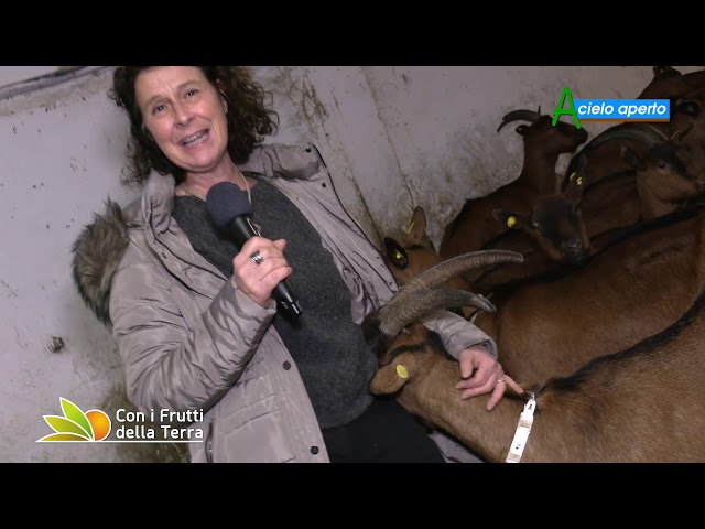 Vacche, capre e pecore: l'allevamento biologico dell'azienda agricola Clorofilla class=