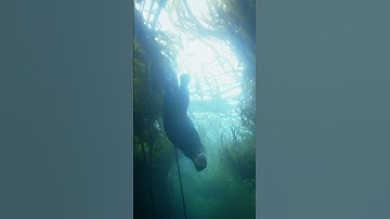 Sea otters are masters of their underwater realm: kelp forests. #naturepbs #seaotter #animals