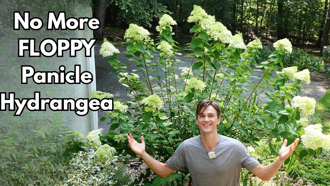 Prune PANICLE HYDRANGEA Correctly - No More Floppy Plants - H. paniculata