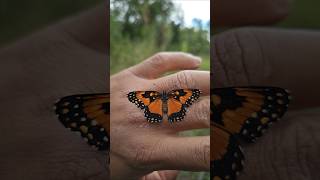 Borboleta-do-girassol. Chlosyne lacinia) #borboleta #girassol #butterfly #olhardora #nature