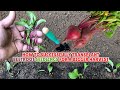 How to Successfully Transplant Beetroot Seedlings for a Bigger Harvest💩 #gardening #beetroot #beets