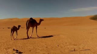 Young Camel With Mother In The Wahiba Sands Oman Hd