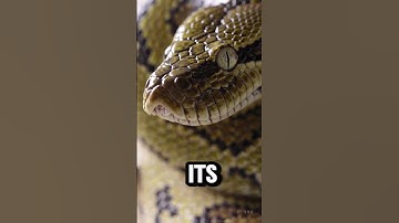 "Meet the Giant Australian Scrub Python | Facts You Didn