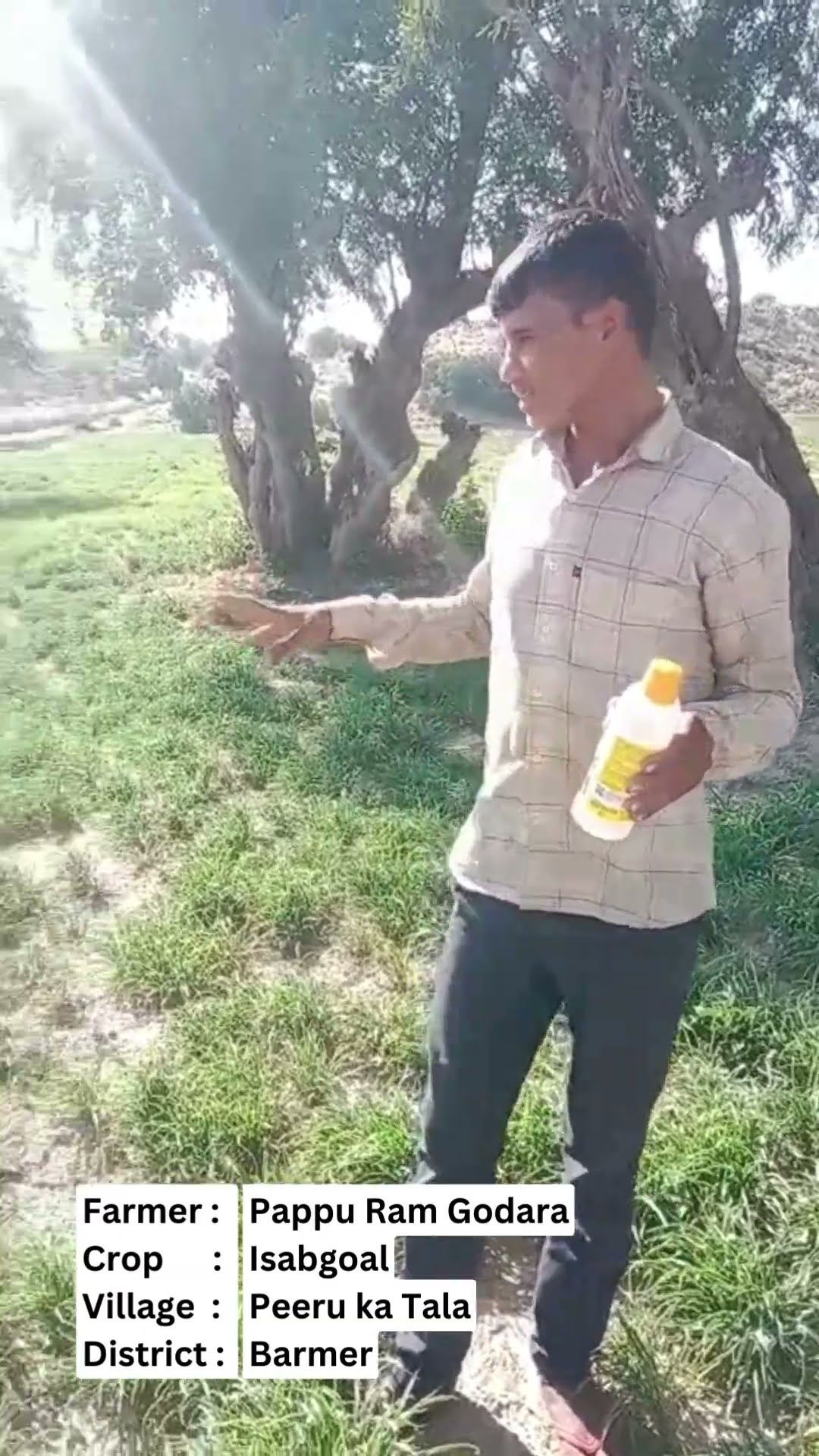 बाड़मेर के पप्पूराम की इसबगोल की फसल पर नैनो डीएपी क्या करती है असर