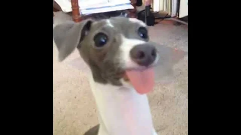 Bertie the Italian Greyhound Dog Sticking His Tong...