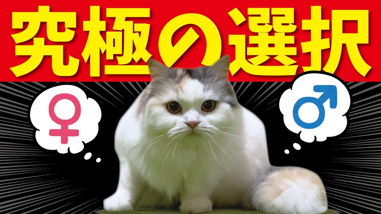 猫の名前を、パパとママが同時に呼んだ結果→猫「えっ!?ほしかま