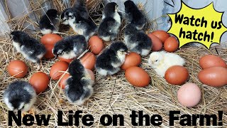Spring Chicks hatch - Funny baby animals - French Black Copper Marans - Farm - Homestead Family