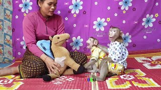 Cute Monkey Koko And Yoko Not Be Trust Play Horse Toy With Mom, They Still Scare by Monkey KOKO 4,348 views 1 year ago 8 minutes, 9 seconds