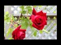 ميلاد سيدتنا فاطمة الزهراء ميلاد سيدتنا فاطمة الزهراء