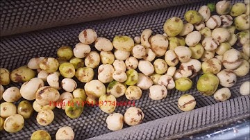 Máy cạo vỏ khoai, máy cạo vỏ củ