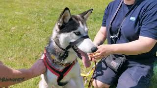 Alora meeting people at the Dog Show