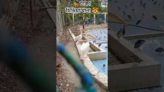 🐯ঢাকার চিড়িয়াখানা #shorts #zoo#dhaka  #video #training #feed #funnymoments #comedy