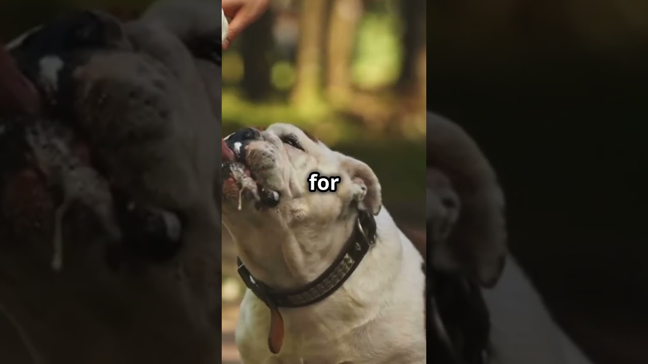 Beagles and Bulldogs have different training styles. 