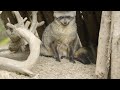 Bat-Eared Fox Kits Explore for the First Time