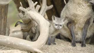 Bat-Eared Fox Kits Explore For The First Time