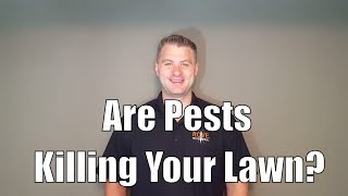 What's killing my lawn? Lawn pests you should know.