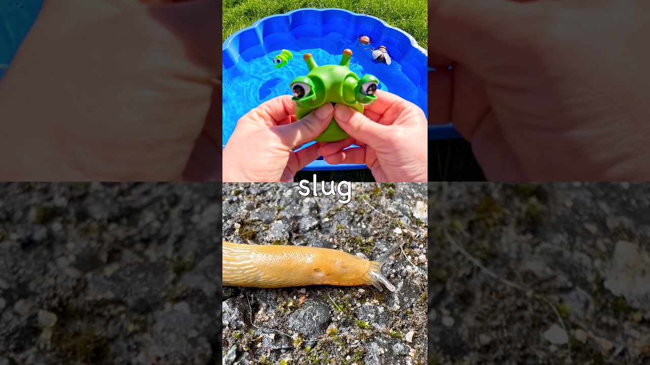Kids Learn with Toys | Bug Insect Names: Fly Woodlouse Caterpillar Stink Bug Slug