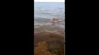 Bandog Swimming