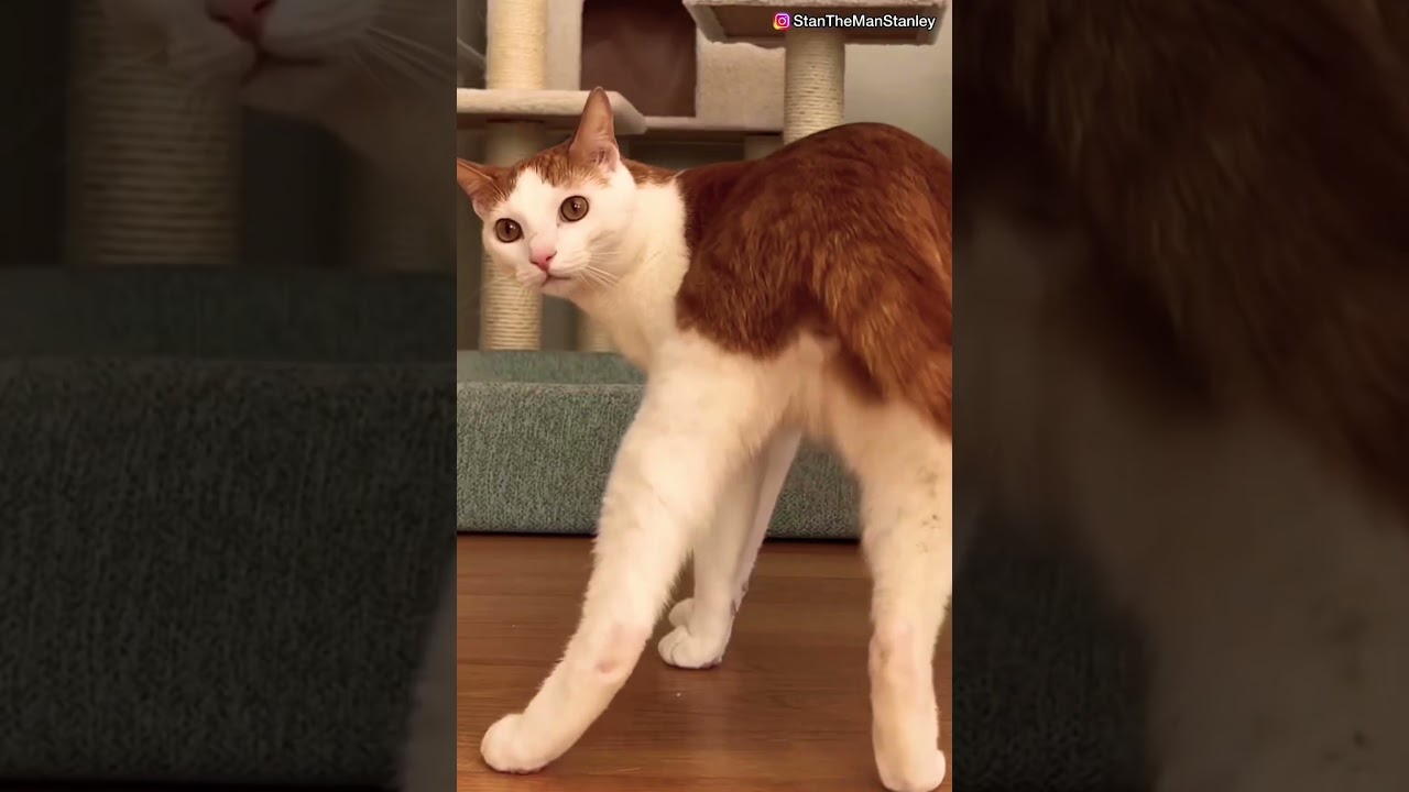 Storie e Segreti #shortvideo #shorts #cat